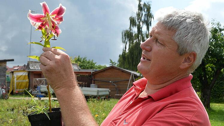 Stefan Strasser mit der Lilie "Scheherazade". Foto: Ronald Rinklef