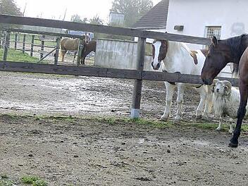 Pferde, Stall und eine Koppel in Lilling: So ähnlich will Kerstin Putz in Hiltpoltstein am "Hundsbühl" bauen. Doch bis es so weit ist, kann es noch dauern. Foto: Petra Malbrich