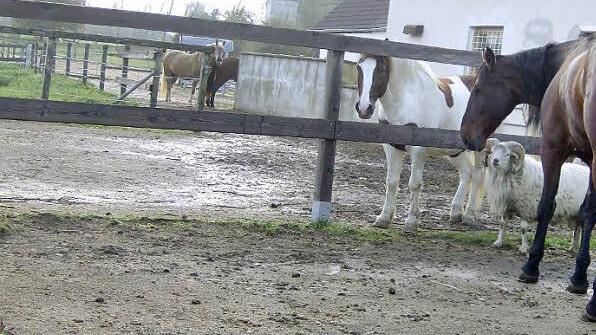 Pferde, Stall und eine Koppel in Lilling: So ähnlich will Kerstin Putz in Hiltpoltstein am "Hundsbühl" bauen. Doch bis es so weit ist, kann es noch dauern. Foto: Petra Malbrich