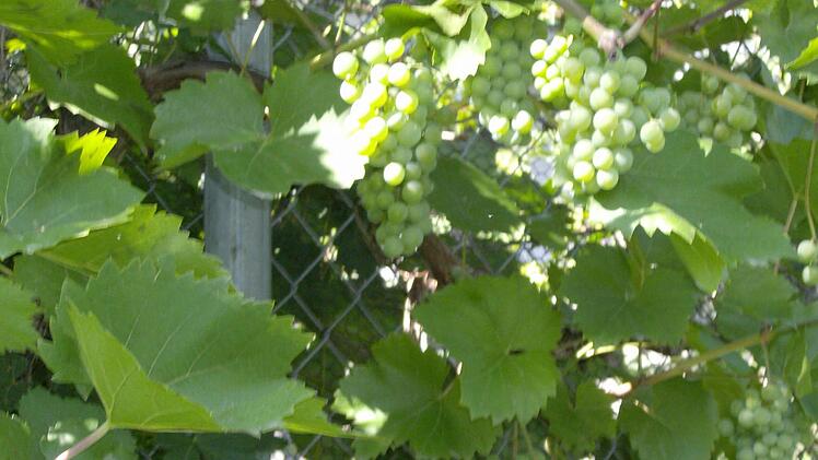 Im Garten der Familie Trautner in Gräfenberg. Foto: Petra Malbrich