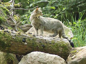 Um die Wildkatzen in der Rhön, hier ein Bild aus einem Tierpark, geht es bei einem Forschungsprojekt im Biosphärenreservat. Fotos: Elisabeth Assmann