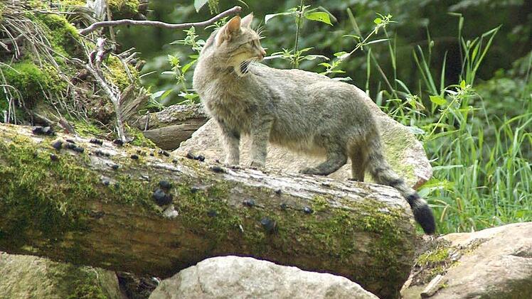 Um die Wildkatzen in der Rhön, hier ein Bild aus einem Tierpark, geht es bei einem Forschungsprojekt im Biosphärenreservat. Fotos: Elisabeth Assmann