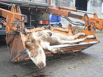 Fahrer Wolfgang Kretzer sammelt im Landkreis tote Tiere ein. Hier läd er gerade ein Kalb auf, insgesamt wurden im vergangenen Jahr 1280 Kälber bis drei Monate und 806 bis ein Jahr abgeholt. Foto: Jule Albert