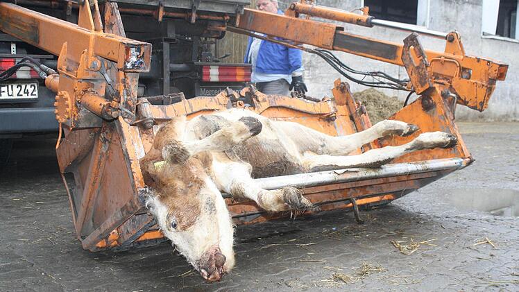 Fahrer Wolfgang Kretzer sammelt im Landkreis tote Tiere ein. Hier läd er gerade ein Kalb auf, insgesamt wurden im vergangenen Jahr 1280 Kälber bis drei Monate und 806 bis ein Jahr abgeholt. Foto: Jule Albert
