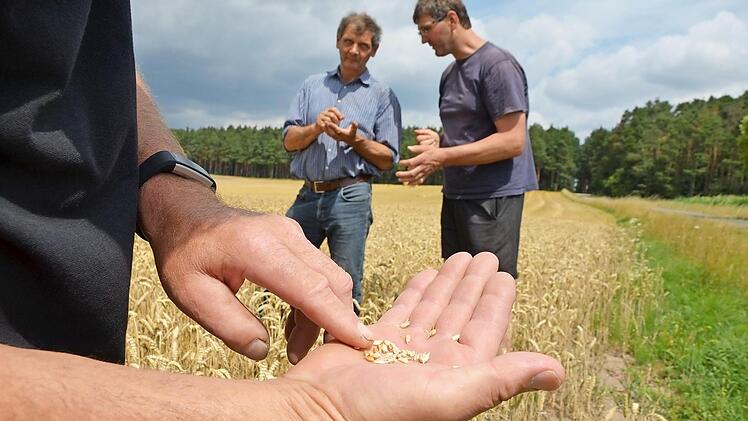 Die Körner fallen dieses Jahr kleiner aus, erläutert Rudolf Groß. Im Hintergrund machen sich die Landwirte Wilfried Funke und Robert Ort ein Bild.  Foto: Bernhard Panzer