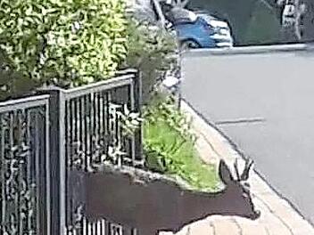 Eine schlechte Ausgangsposition: Eingeklemmt in einem Eisenzaun in Niederf&uuml;llbach kam der Rehbock weder vor noch zur&uuml;ck.