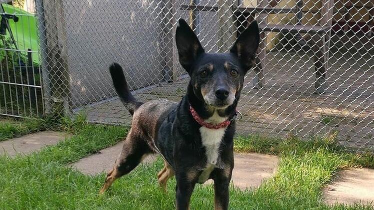 Hund Miley ist seit über zwei Jahren im Tierheim Bayreuth
