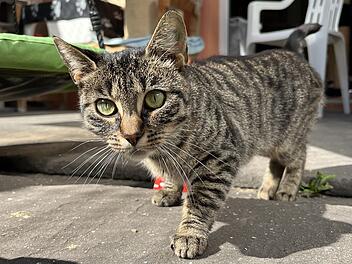 Tierheim Bamberg sucht Zuhause mit Freigang für neugierige Katze Bubble