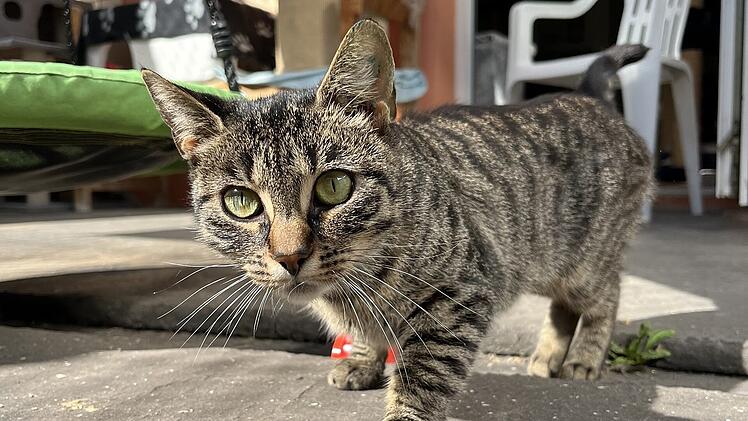 Tierheim Bamberg sucht Zuhause mit Freigang für neugierige Katze Bubble