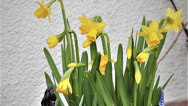 Frühlingsblüher bei Frost