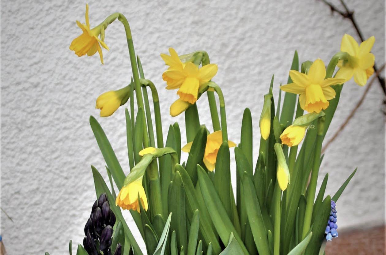 Hyazinthen, Narzissen und Primeln - Gehören sie bei Frost nach drinnen