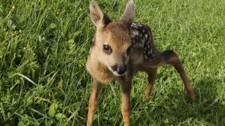 Jedes Jahr werden Rehkitze, die sich in Wiesen verstecken, durch M&auml;hmaschinen get&ouml;tet. Vor dem Amtsgericht Forchheim musste sich deshalb am Donnerstag ein Angeklagter aus dem Landkreis Forchheim verantworten. Foto: Barbara Herbst/Archiv