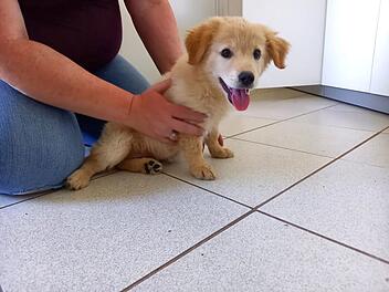 Tierheim Bayreuth: Welpen Hündin an Autobahnraststätte gefunden - Wer vermisst die Kleine?