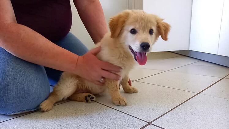 Tierheim Bayreuth: Welpen Hündin an Autobahnraststätte gefunden - Wer vermisst die Kleine?