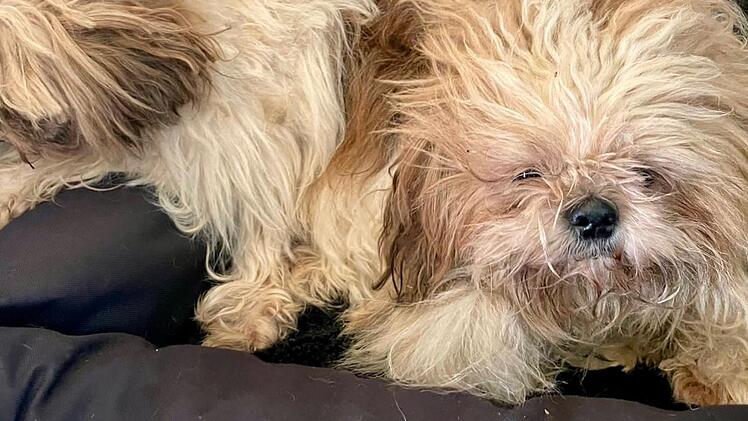 Tierheim Bamberg entsetzt - erneut Hunde in "miserablem Zustand" aufgefunden