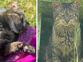 Tierheim Pfaffengrün: Kater-Opa kurz vor Einschläferung - dann kam die rührende Wendung