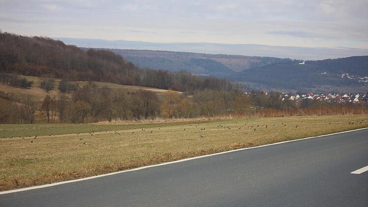 Kibitze zwischen Leutenbach und Kirchehrenbach Foto: Julia Dummert