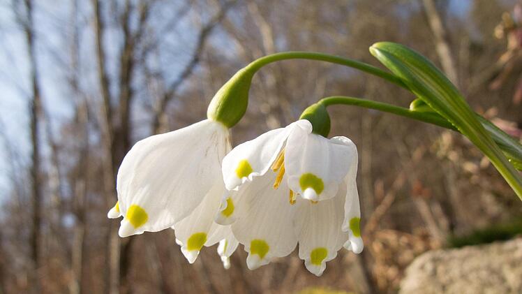 Der März 2018 war im Vergleich mit den Vorjahren sehr kalt. Die Temperaturwerte lagen unter dem Durchschnitt. Symbolfoto: Andrea Warnecke/dpa-