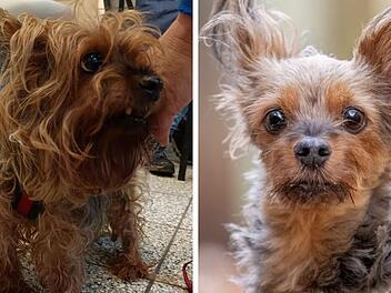 Tierheim Nürnberg: Hunde-Opa Whiskey ist nicht mehr wiederzuerkennen