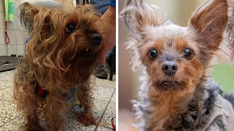 Tierheim Nürnberg: Hunde-Opa Whiskey ist nicht mehr wiederzuerkennen