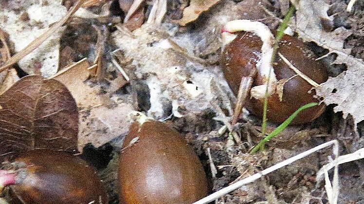 Pflanzen ist da überflüssig.