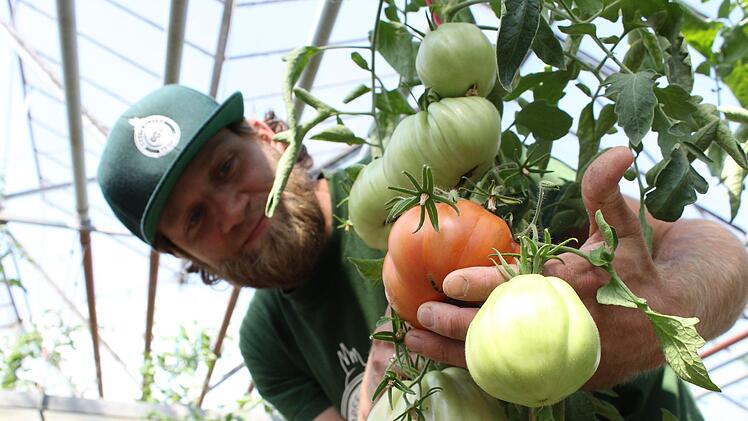 Kris Emmerling baut in Bamberg über 100 verschiedene Tomatensorten an - Besucher können in der Gärtnerei selbst ernten. Anna-Lena Deuerling