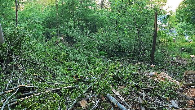 Der Kahlschlag am Rande des Stadtwaldes sei unvermeidbar gewesen, argumentiert Försterin Rita Satzger.  Foto: privat