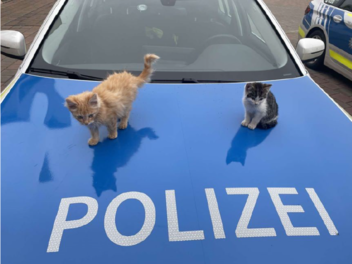 "Glück im Unglück": Katzenbabys finden Platz in Tierheim