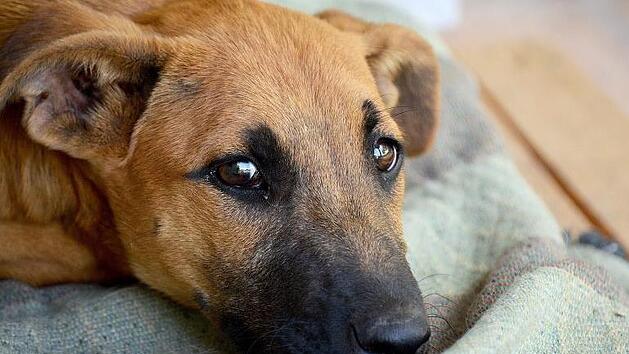 Die meisten Tiere haben ein sehr sensibles Geh&ouml;r und leiden dadurch besonders unter gez&uuml;ndeten Raketen und B&ouml;llern.  Symbolfoto: disoniador/pixabay.com