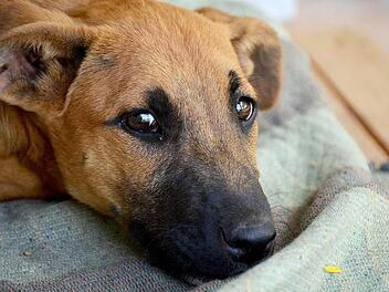 Die meisten Tiere haben ein sehr sensibles Gehör und leiden dadurch besonders unter gezündeten Raketen und Böllern.  Symbolfoto: disoniador/pixabay.com