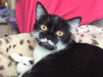 Tierheim Bamberg: Katze Aqua aus Tierhortung sucht "Menschen, die sich trotz allem in sie verlieben"