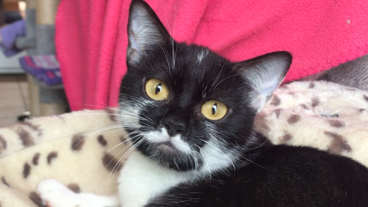 Tierheim Bamberg: Katze Aqua aus Tierhortung sucht "Menschen, die sich trotz allem in sie verlieben"