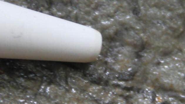 Die Spitze des Kugelschreibers zeigt auf den schwarzen Kreis - eine winzige Versteinerung.