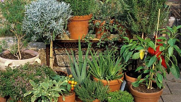 Pflanzen und Kr&auml;uter im Topf. Foto: Otmar Diez /Archiv