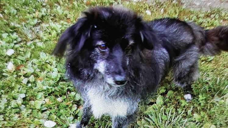 Tierheim Lichtenfels: Hund Aian