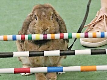 Soll ich oder soll ich nicht, scheint dieser Hoppler zu denken. Im Wettbewerb müssen die Kaninchen zeigen, was sie können.  Foto: Helmut Will