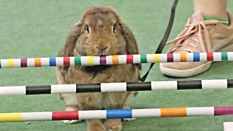 Soll ich oder soll ich nicht, scheint dieser Hoppler zu denken. Im Wettbewerb müssen die Kaninchen zeigen, was sie können.  Foto: Helmut Will