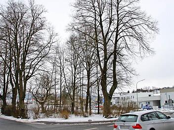 Das ist die Baumgruppe, die für den Neubau des Dienstleistungs- und Gesundheitszentrums in Thurnau weichen soll. Foto: Alexander Hartmann