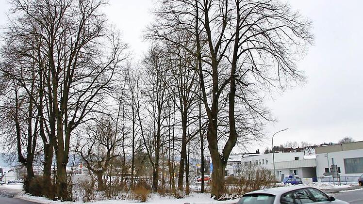Das ist die Baumgruppe, die für den Neubau des Dienstleistungs- und Gesundheitszentrums in Thurnau weichen soll. Foto: Alexander Hartmann