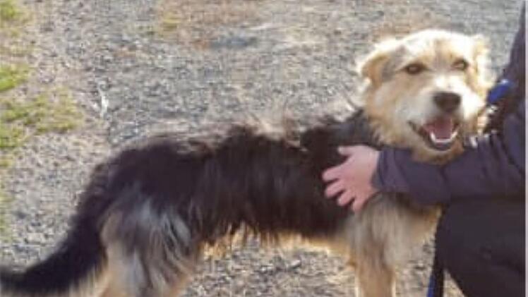 Tierheim Pfaffengrün: Hund "Erwin" sucht dringend neues zu Hause - Herrchen von süßem Mischling verstorben