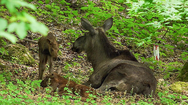Elch-Zwillinge im Wildpark Hundshaupten geboren