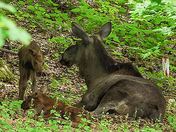 Elch-Zwillinge im Wildpark Hundshaupten geboren