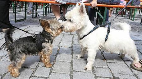 Begegnung am Rande des Stadtfests: Auch sie fühlten sich wohl.