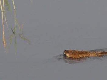 Ein russischer Biber am Ladogasee in Karelien: Seine Vorfahren und skandinavische Verwandte wurden Mitte der 1960er Jahre vom Bund Naturschutz in Bayern wieder angesiedelt, nachdem der heimische Biber Mitte des 19. Jahrhunderts ausgestorben war.  Foto: Gerda Völk