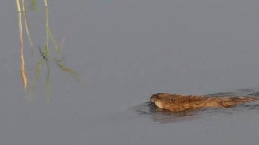 Ein russischer Biber am Ladogasee in Karelien: Seine Vorfahren und skandinavische Verwandte wurden Mitte der 1960er Jahre vom Bund Naturschutz in Bayern wieder angesiedelt, nachdem der heimische Biber Mitte des 19. Jahrhunderts ausgestorben war.  Foto: Gerda Völk