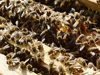 Bienenzucht wird zum neuen Trend in Deutschland. Foto: dpa