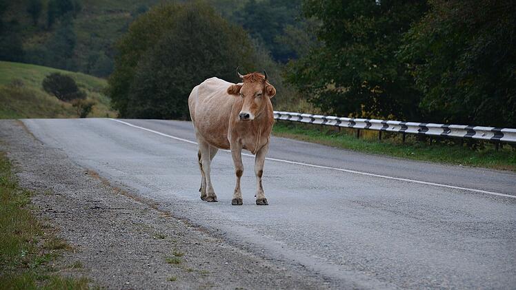 Unfall bei Steinbach am Wald. Auto kollidiert mit Kuh