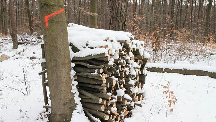 Manche Bäume tragen besondere Zeichen. Dies ist eine Rückelinie. Sie zeigt an, in welchem Bereich Holz gerückt werden darf.Foto: Heike Beudert