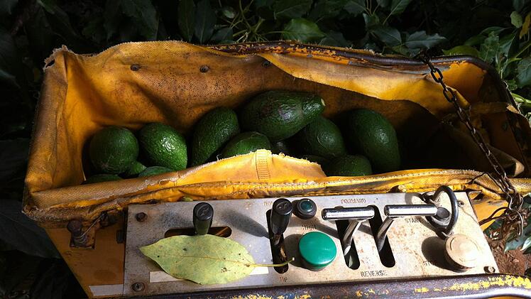 Avocado-Pflücken vom Hubwagen aus.