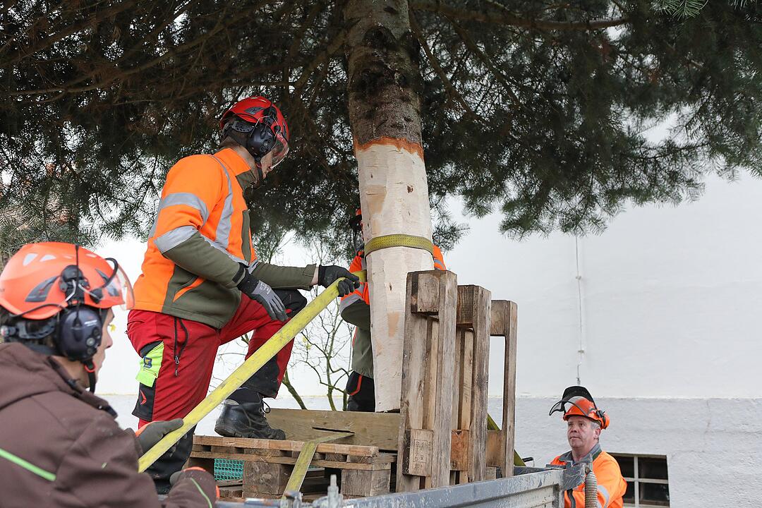 Christbaum kommt aus Schlaifhausen  auf den Forchheimer Rathausplatz